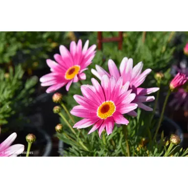 Marguerite 'Surprise Party' pink flowers above green foliage.