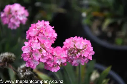 armeria-amazing-rose-