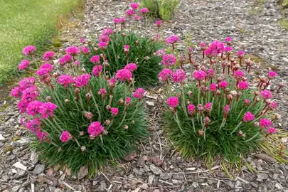 armeria-amazing-rose-2