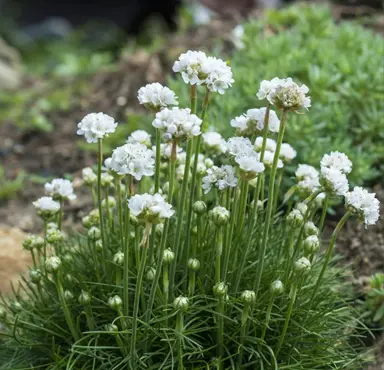 Armeria 'Armazing Snow' plant with white flowers.
