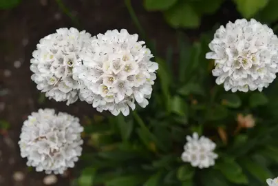 armeria-brutus-