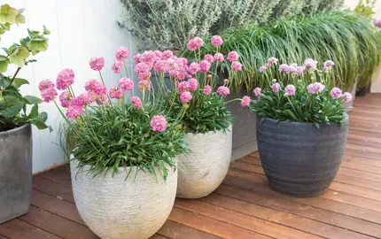 Armeria 'Dreameria Daydream' plants in large pots with green foliage and elegant, pink flowers.