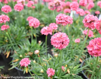 armeria-dreamland--1