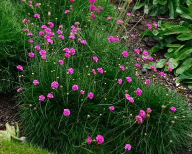 armeria-ruby-1