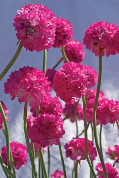 armeria-ruby-2