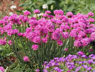 Armeria 'Pacific Giant' plant in a cottage garden featuring pink flowers and fine, green foliage.