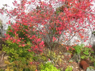 Aronia arbutifolia 'Brilliantissima' red autumn foliage.