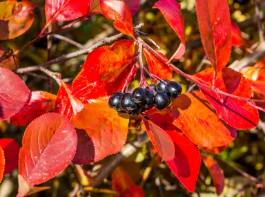 Aronia melanocarpa black berries against red autumn foliage.