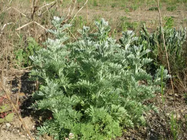 Artemisia absinthium perennial plant with grey foliage.