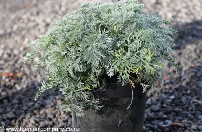 An Artemisia 'Powis Castle' plant for sale at The Plant Company nursery.