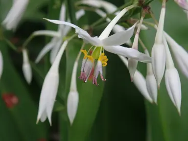 Arthropodium cirratum (Rengarenga Lily) white flowers close up.