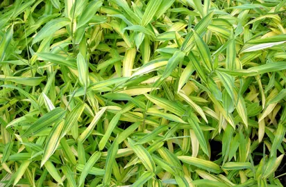Arundinaria auricoma bamboo plant with lush, variegated foliage.