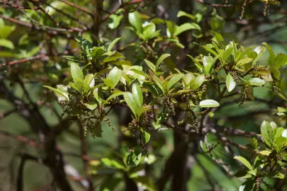 Ascarina lucida tree with green foliage.