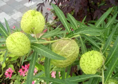 Asclepias fruticosa foliage and characteristic balls.