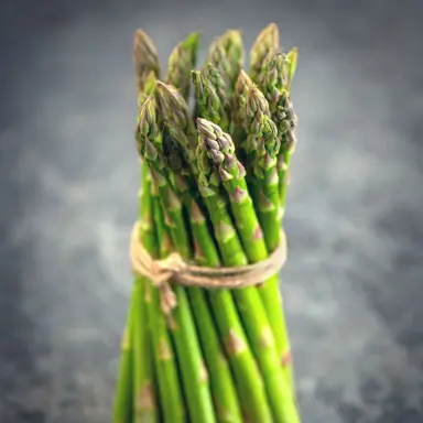 asparagus-apollo-