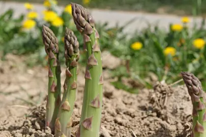 asparagus-apollo-1