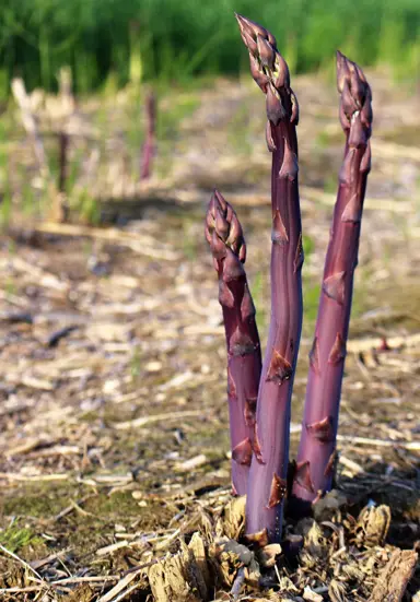 asparagus-purple-passion-1