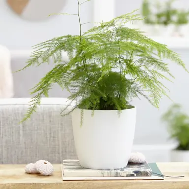 Asparagus setaceus plant in pot with feathery, green foliage.
