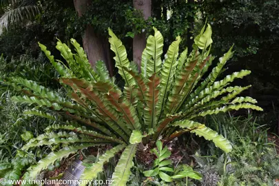 asplenium-australasicum-