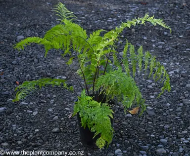 Asplenium bulbiferum plant for sale at The Plant Company nursery.