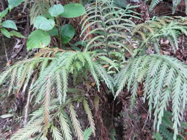 Asplenium haurakiense fern with green fronds.