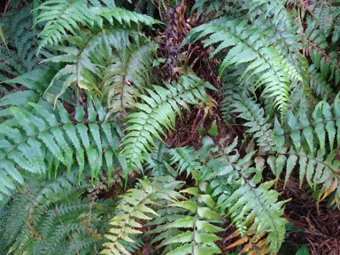 An Asplenium polyodon fern growing in a native reserve.