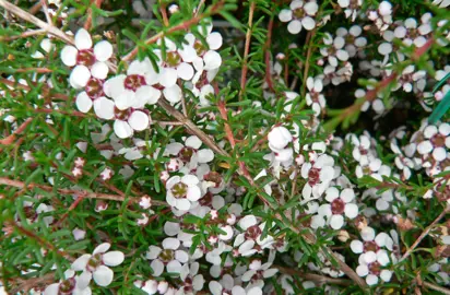 Astartea fascicularis shrub with white flowers and green foliage.