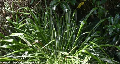 Large Astelia banksii with cascading green leaves.