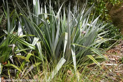 Large Astelia chathamica with silver flax-like leaves.