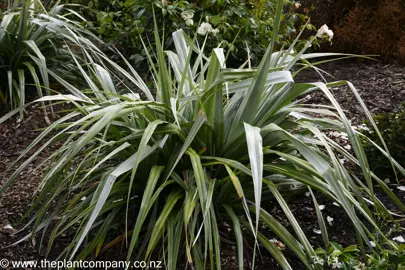 Large Astelia chathamica in a garden with silver flax-like leaves.