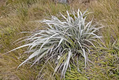 Astelia nervosa plant growing in a natural environment and displaying colourful foliage.