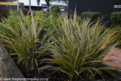 Astelia nervosa plants growing in a large planter.