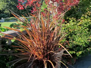 Astelia 'Red Devil' plant growing a in pot with other colourful plants.