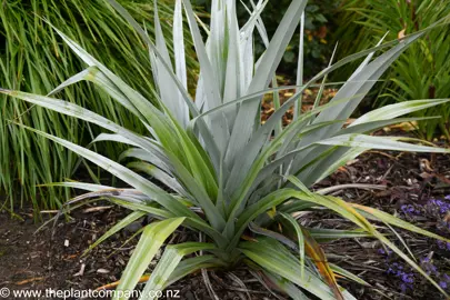 Astelia Silver Spear plant growing in garden.