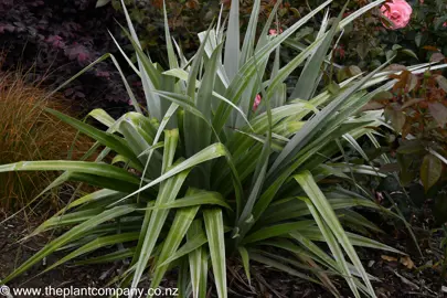 Astelia Silver Spear plant with beautiful silver foliage.