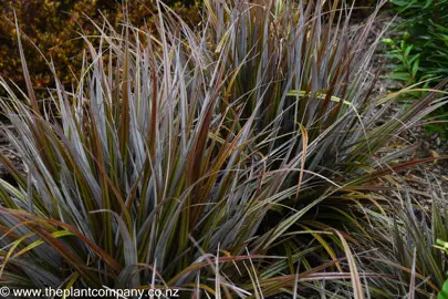 Large Astelia Westland plant with bronze and silver foliage.