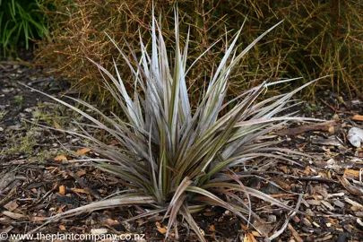 Astelia Westland plant showing bronze and silver foliage.