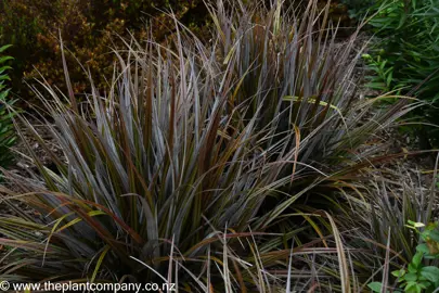 Fantastic red and grey flax-like foliage on Astelia Westland.