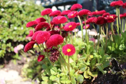 Aster novi belgii 'Royal Ruby' plants with red flowers.