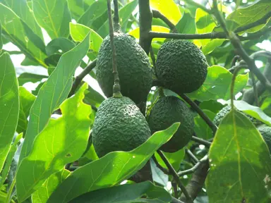 'Hass' Avocado fruit on a tree amidst lush, green foliage.