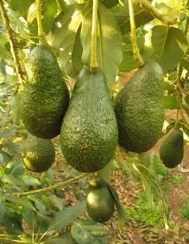 avocado-hass-2