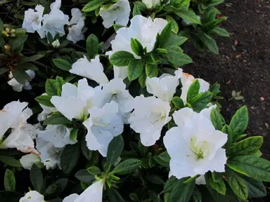 Azalea 'Alaska' white flowers and dark green foliage.