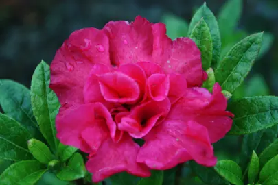 Azalea 'Ambrosius' dark pink flower.