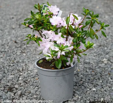 Azalea 'Asawa' plant in spring for sale at The Plant Company nursery.