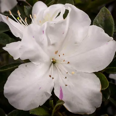 azalea-autumn-lily-1