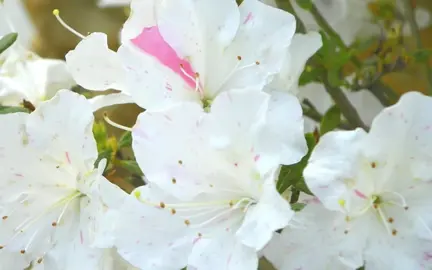 azalea-autumn-starlite--1