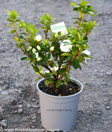 Azalea 'Brides Bouquet' plant for sale at The Plant Company nursery in spring.