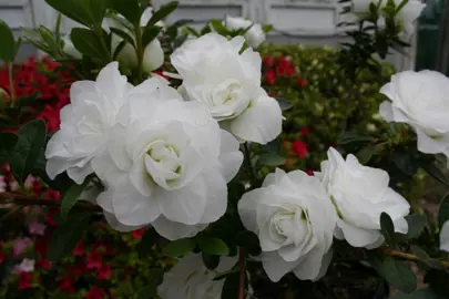 azalea-brides-bouquet-