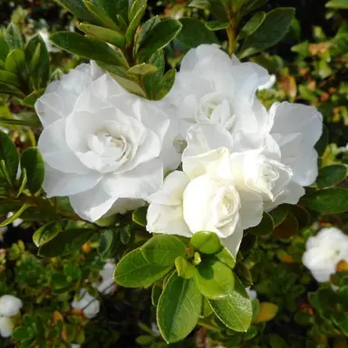 azalea-brides-bouquet-3