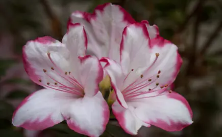 azalea-candy-stripe--1